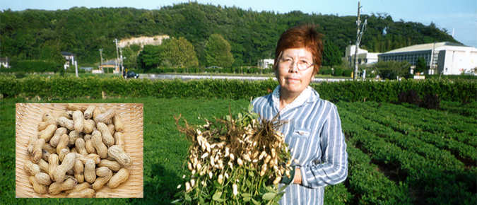 9月13日 月 販売開始 旬を迎えた千葉県館山市スズキアグリの生落花生 まちむら交流きこう